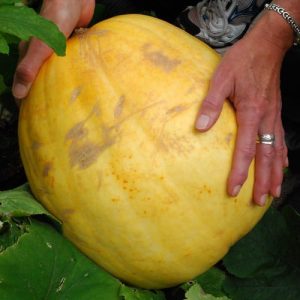 Atlantic Big Pumpkin