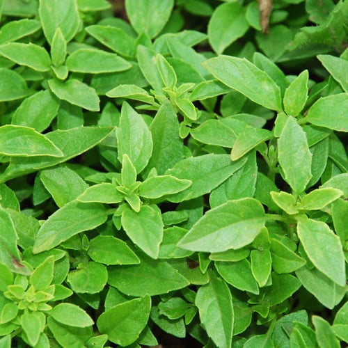 Basil Herb Plant