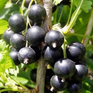 Black Currant (Ribes Nigrum)” could be rephrased as “Black Currant Berry (Ribes Nigrum)