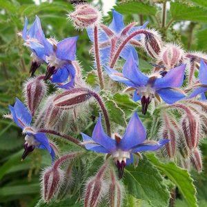 Borage Herb