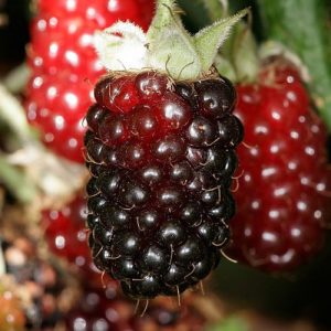 Boysenberry Fruit