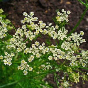 Caraway Herb