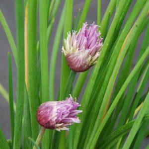 Chive Herbs