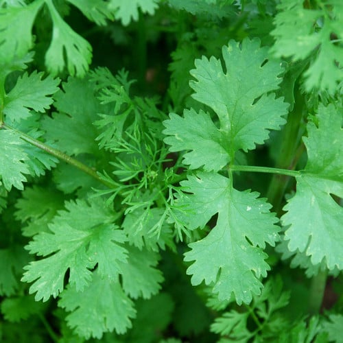 Coriander Herb