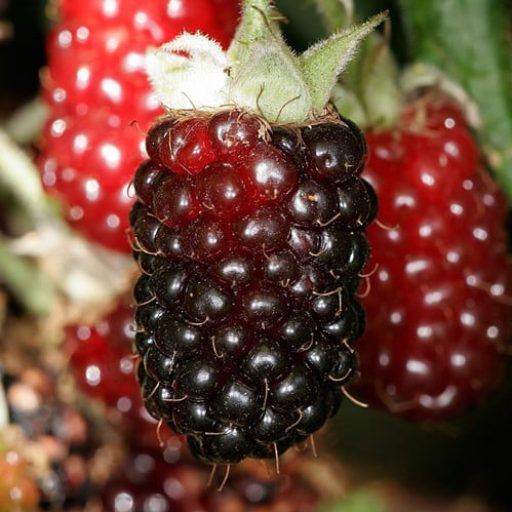 Boysenberry Fruit