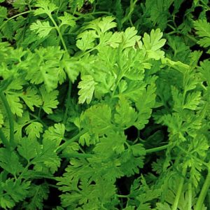 Curled Chervil Herb