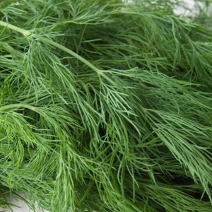 Dill Herb