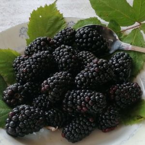 Ebony Large Blackberry