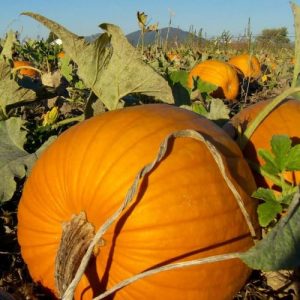 Hundredweight Pumpkin