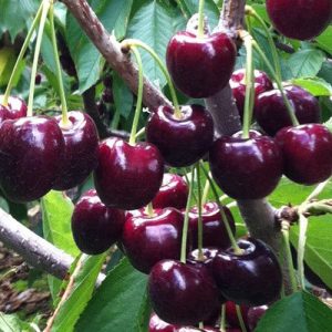 Lapins Cherries